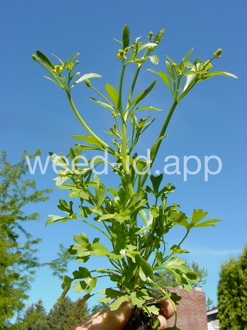 buttercup, crowfoot